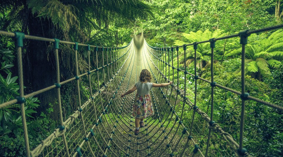 A rope bridge set in a forest