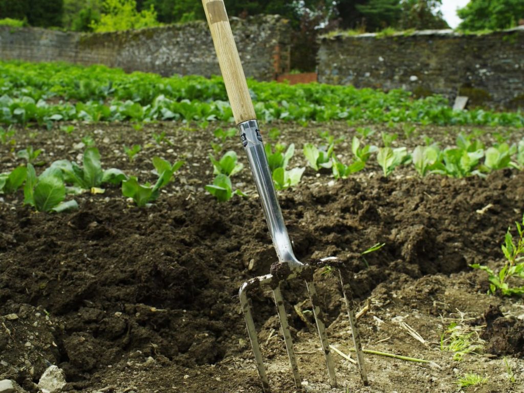 Garden fork in the soil in front of planted vegetables