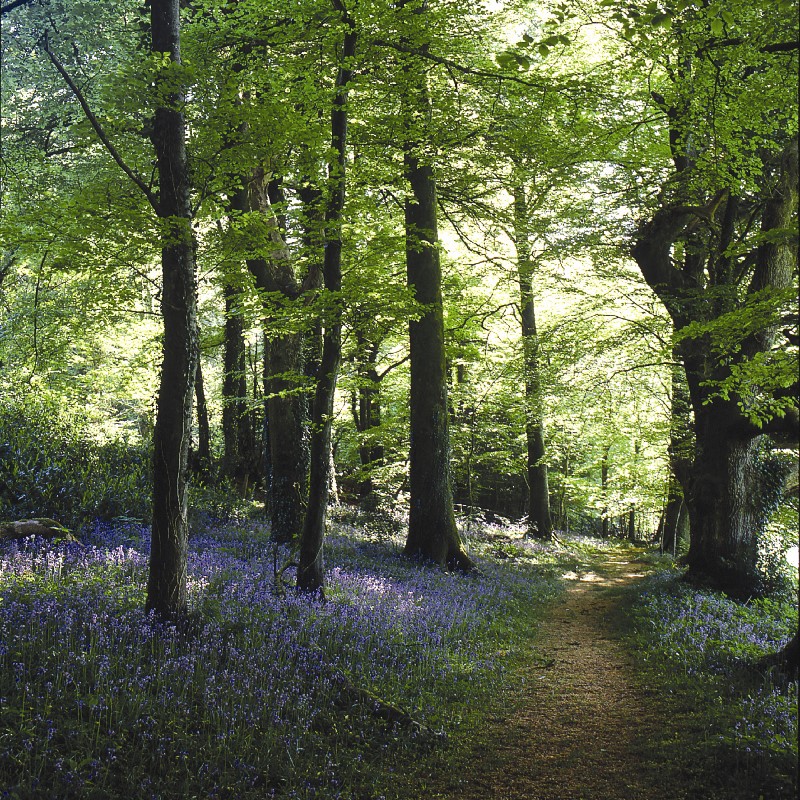 A woodland with bluebells on the ground